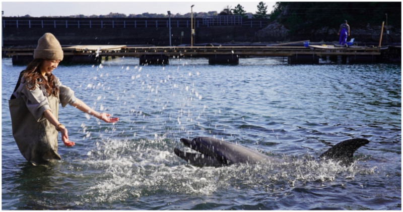 和歌山景點推薦！親子旅遊必來「太地町立鯨魚博物館」，餵海豚、看海豚表演。