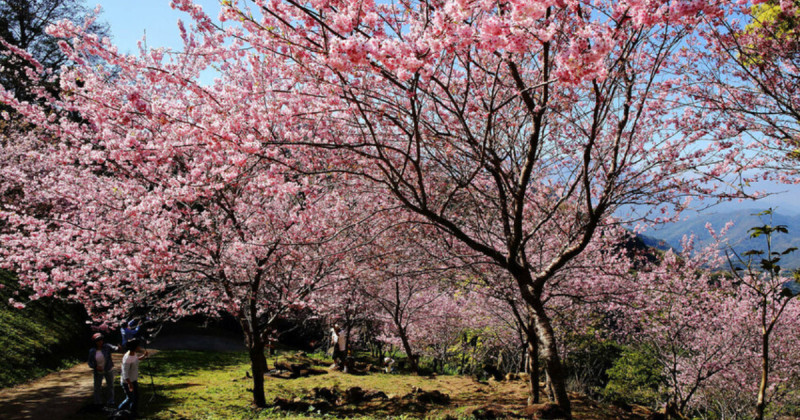 桃園櫻花景點拍不完！推薦7大「桃園櫻花景點」先衝中壢，2000棵桃園花海全要拍。