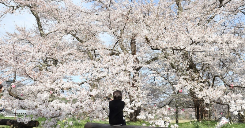 關西賞櫻必去！城崎溫泉五大隱藏版泡湯、夜櫻、海景一次收錄。
