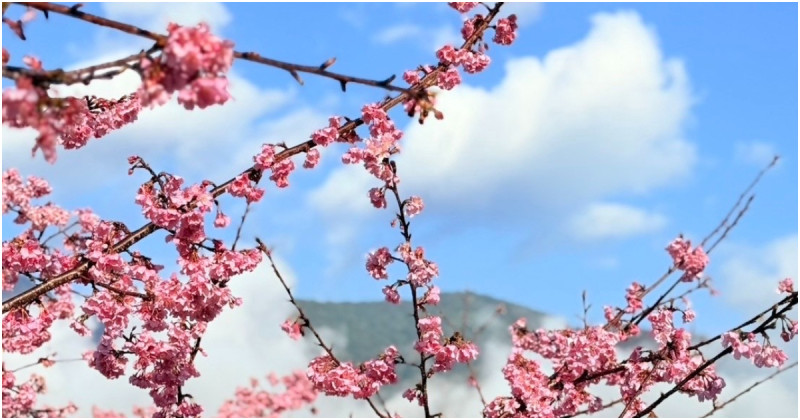 搶攻賞花春遊商機！福容大飯店住房買一送一、賞花行程、美食優惠。