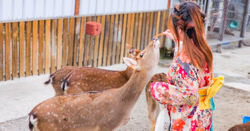 花蓮親子景點7選推薦！網美必拍花蓮農場 日式老宅，遛小孩美拍一次滿足。