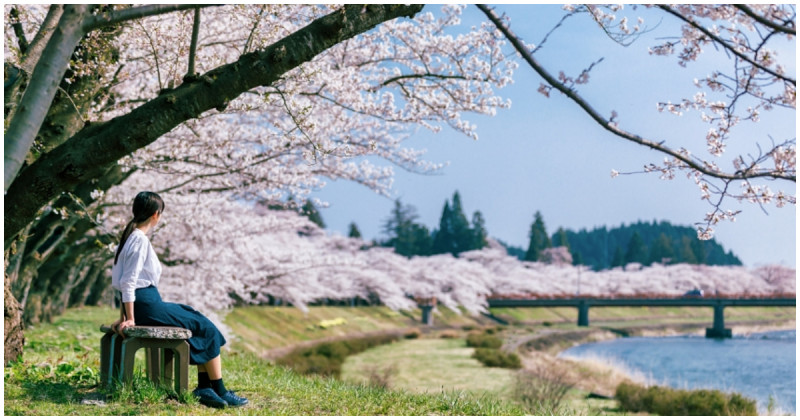 日本秋田賞櫻攻略！角館武家屋敷、檜木內川堤櫻並木 秋田必訪10大賞櫻全解析。