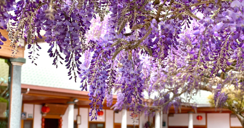 嘉義瑞里紫藤花季盛開！在地11家民宿聯合送優惠 錯過櫻花別錯過紫藤。