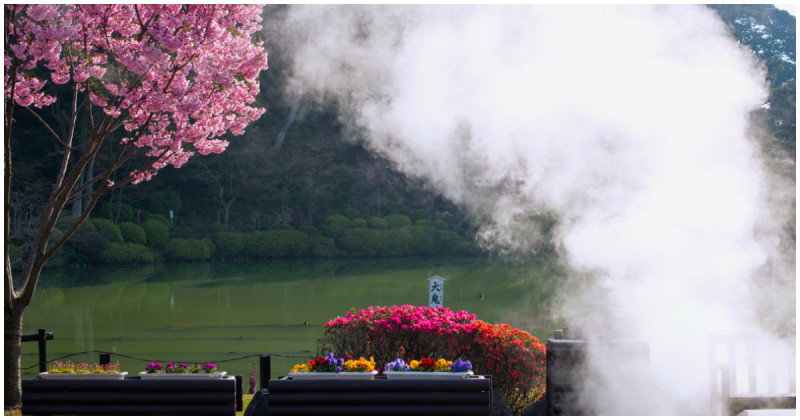 別府海地獄櫻花季！日本別府地獄溫泉博物館 台灣限定優惠搶先看。