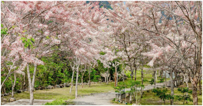 高雄花旗木浪漫盛開！賞花泡湯一日遊推薦，春季必玩水樂園活動一次看。
