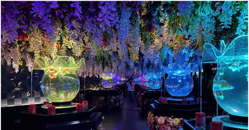 銀座新光三越金魚藝術水族館特展超美！令人屏息以待的櫻花、金魚共舞表演。