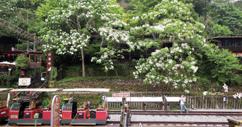 苗栗桐花季搶先看！苗栗桐花景點推薦5大必拍，最美桐花公園花海開拍。