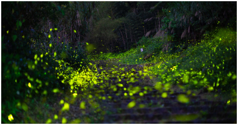 溪頭螢火蟲季4月登場！親子入住福華飯店蜜豆人主題房好拍又好住。