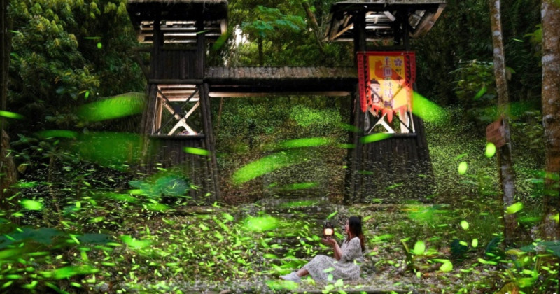 賞螢不必跑山區！嘉義親子路線賞夢幻螢火蟲，特色原民風味餐一次玩。