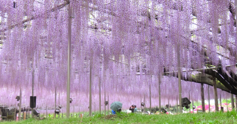春天限定美景！栃木縣足利花卉公園紫藤花瀑布現已盛開，實拍無修圖分享夢幻花園。