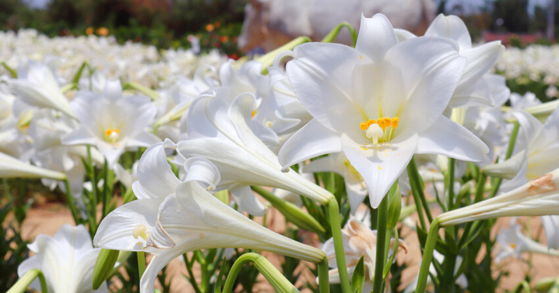 桃園賞花景點5大必拍！上千株繡球花海 北台灣最大金針花海，桃園就能爽拍。