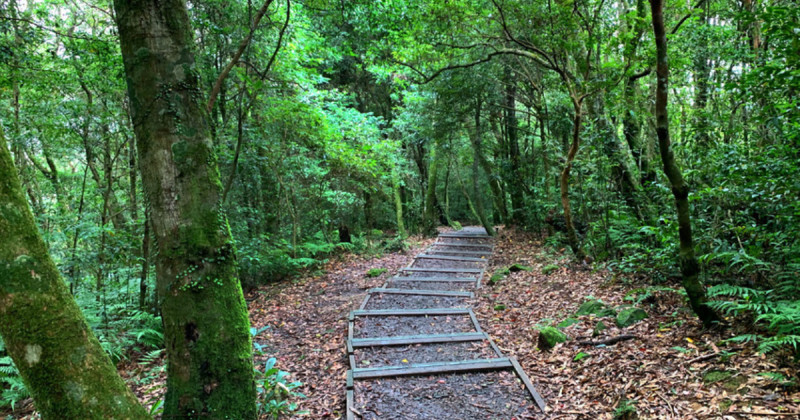 桃園復興7大必去景點！桃園森林系步道 玩水聖地，桃園人消暑景點跟著玩。