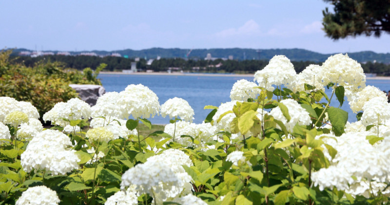 橫濱八景島海島樂園浪漫繡球花祭登場， 2萬花海齊開，神奈川縣內規模最大。