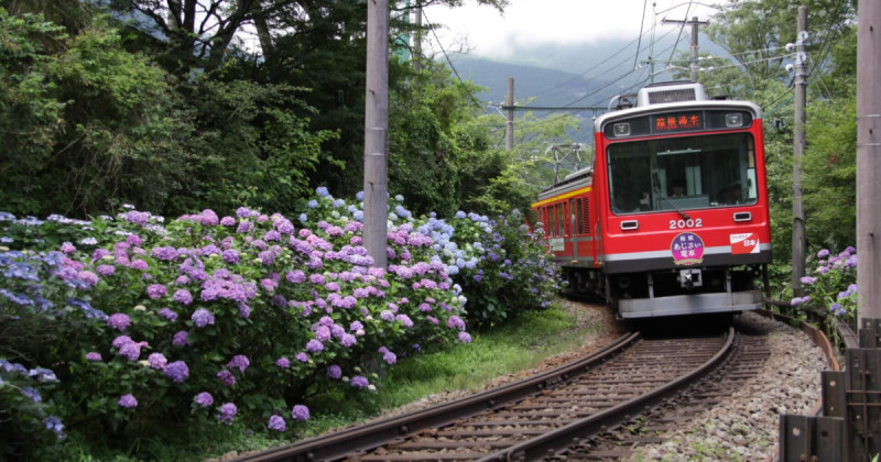 箱根繡球花電車夜景版比宮崎駿動畫更美，限定17天坐著火車穿越7000株花海仙境。