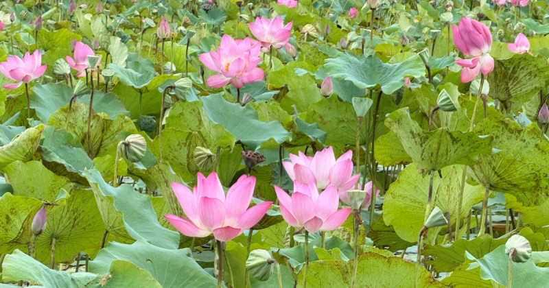 樹林秘境一日遊！山佳荷花池免費拍到8月，夢幻鏡面池順遊玩。