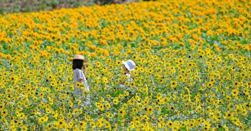 廣島夏日避暑全攻略！瀑布探險、花海合影與溫泉療癒打造日本清涼旅行。