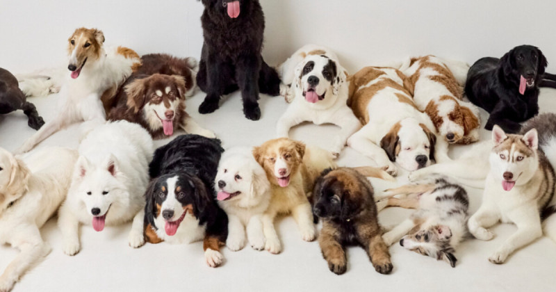 東京狗狗咖啡廳！犬席屋 18隻大狗狗、薩摩耶、大白熊犬都有，插旗東京表參道。