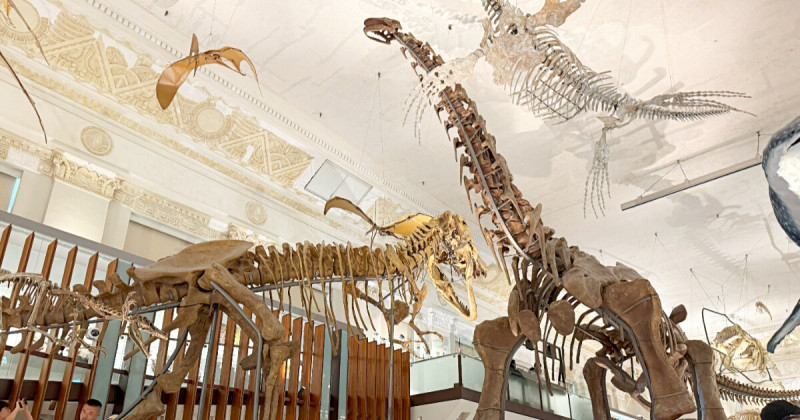 台北室內景點30元玩2館！臺灣博物館恐龍化石超逼真，雨天遛小孩CP值超高。