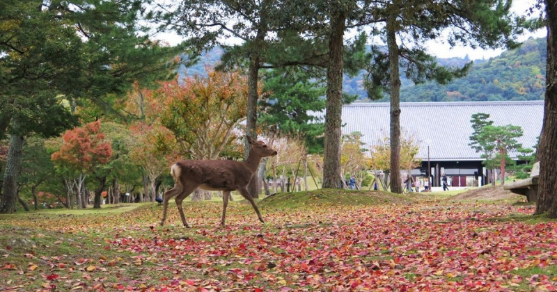 關西鐵道小旅行！從大阪出發，只要車程一小時就能到的京都、嵐山、宇治、奈良、神戶、姬路6座城市。