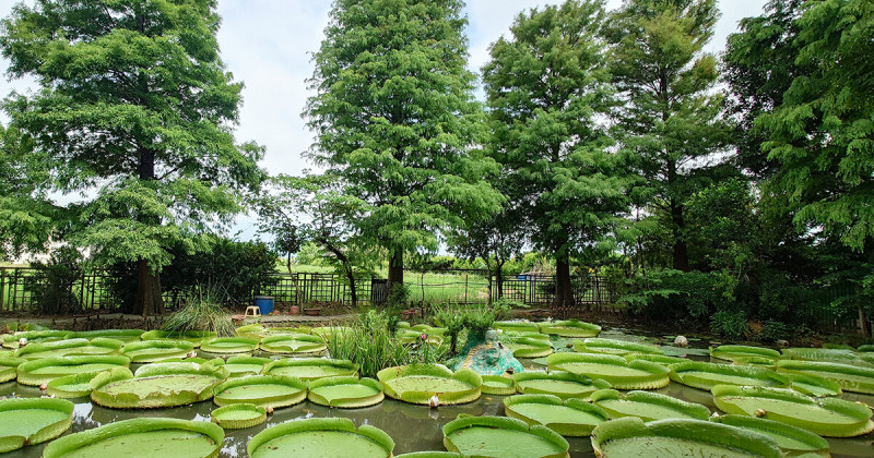 桃園觀音親子一日遊！探訪全台冠軍休閒農業區，到觀音乘大王蓮、吃義式披薩。