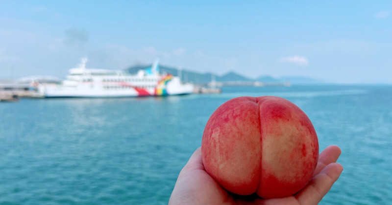 晴天國度的剛剛好，造就香甜水果的剛剛好，岡山白桃的果物文化與5種吃法指南。