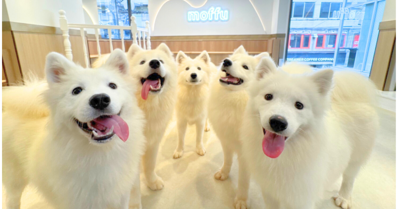 關西首間薩摩耶咖啡廳來了，大阪心齋橋moffu10月開幕，天使笑容太療癒。