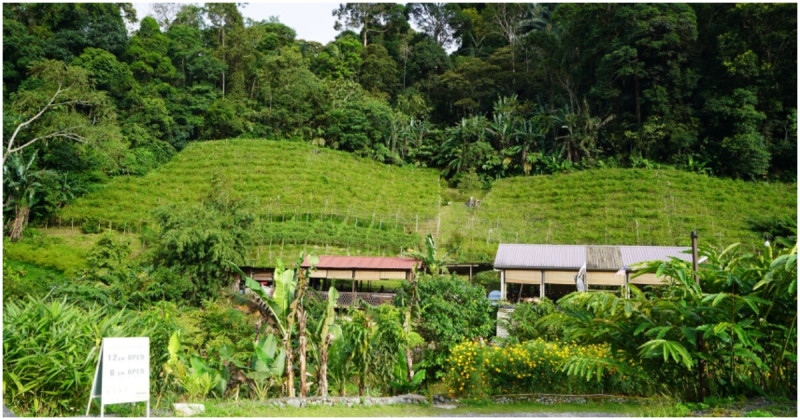 吉隆坡特色美食餐廳推薦！森芭梯田 山林間品嚐田園料理、露營體驗尋找眼鏡猴。