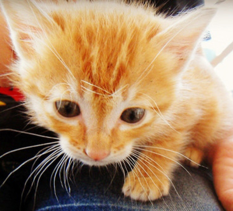 【台南】讓我們喵在一起~享受貴婦下午茶!《公主茶園PTM》              