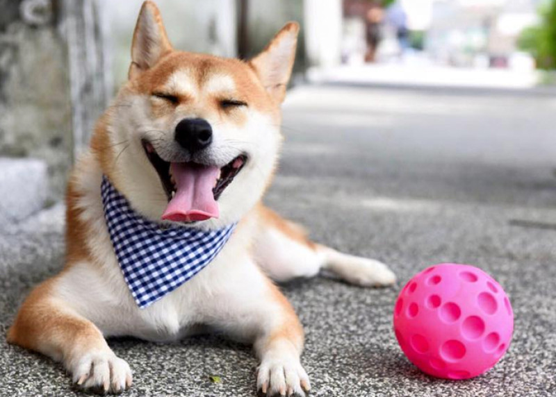 帶著柴犬來路跑？！柴犬天后琦菲首度舉辦【愛心琦跑－柴犬琦菲公益路跑】。另加碼推薦４家柴犬店長餐廳！