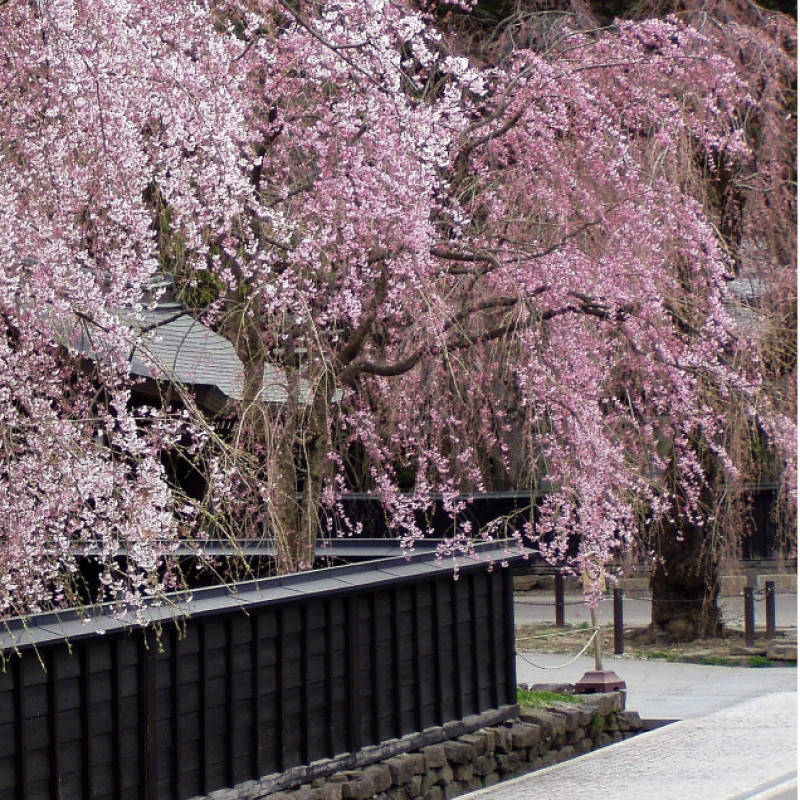 日本秋田角館櫻花季 ~ 一輩子至少要看一次的繽紛緋紅