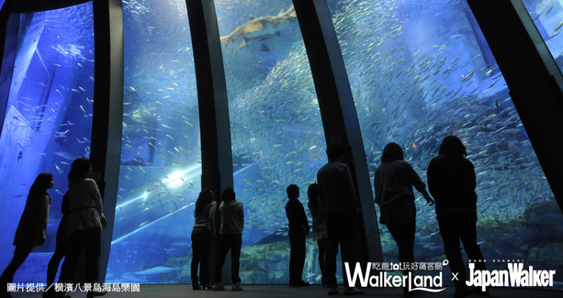 打造北台灣最大海洋王國！日本最大「橫濱八景島」水族館落腳桃園！
