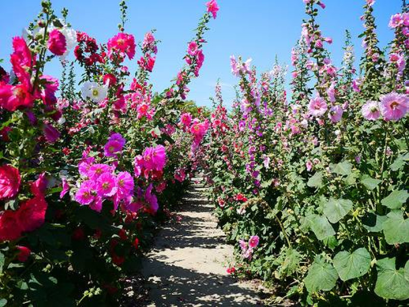 ☞【台南 學甲】光華里 蜀葵花海 蜀葵花田 花田迷宮 2016開跑 ~ 推薦景點