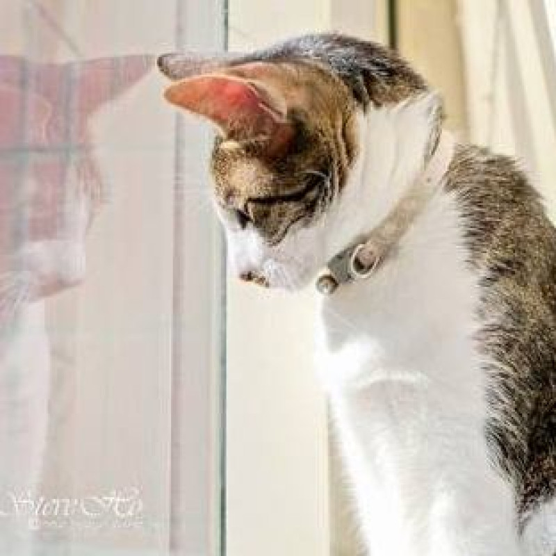 【竉物】樓上遇見貓 - 喵星人的主題空間、咖啡、輕食、貓旅館 ~~