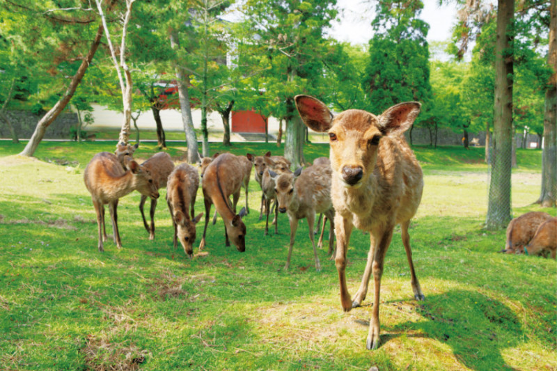 【日本旅遊】奈良 + 大阪 電車自由行～搭乘近畿鐵道輕鬆遊！