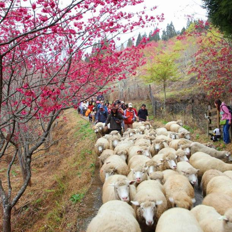 櫻花樹下體驗牧羊人樂趣！？清境農場一年一度奔羊節西洋情人節登場！