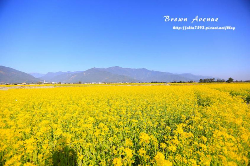 春遊-美麗油菜花田《台東》池上【伯郎大道】×【金城武樹】