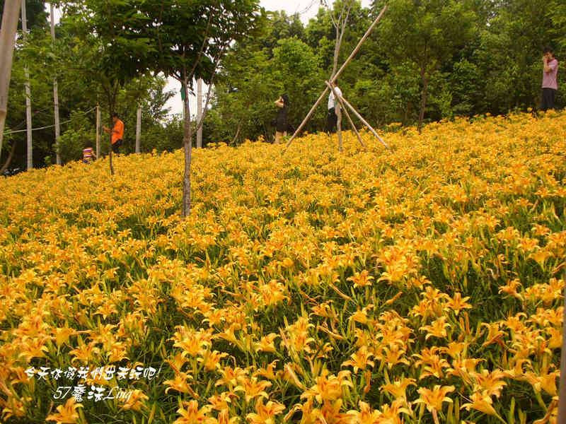 2015嘉義金針花海節開花啦！一大片黃澄澄的花海好美麗！