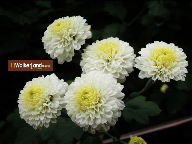 苗栗下雪了！？杭菊正盛開 一起在花海中奔跑吧！