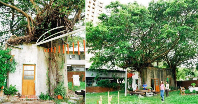 『新竹輕旅行』下竹樹屋～警察局老宿舍，老樹屋大變身，拍婚紗，新IG打卡景點。