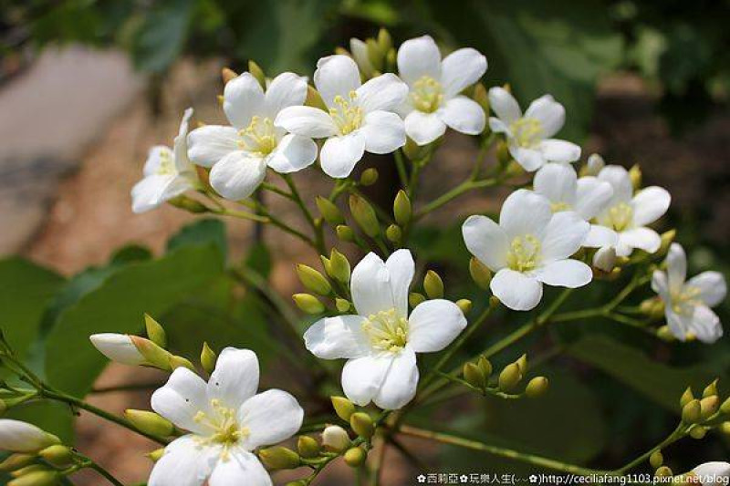 【彰化。彰化市】哇~下雪了，猶如走入夢幻雪白桐花世界~挑水古道、東外環歐迪伊咖啡旁山徑(花況4/13)