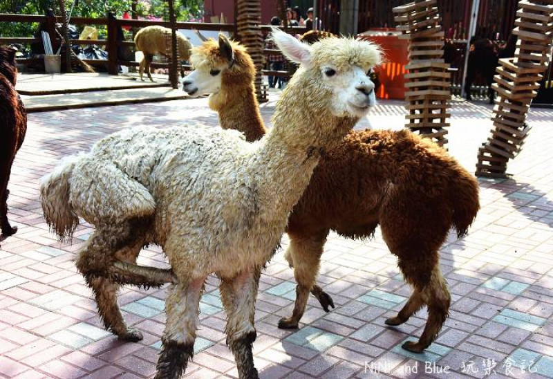 【彰化】今夜星辰休閒農場，親子遊玩好去處，一起來和草泥馬互動吧!!類似天馬牧場。2015彰化旅遊最新最夯景點