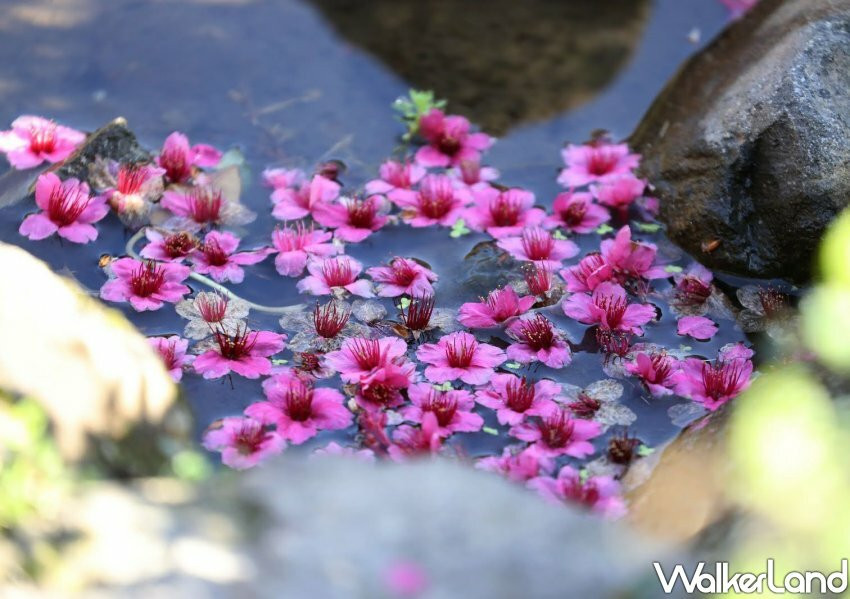 2023陽明山花季/ WalkerLand窩客島整理提供 未經許可不可轉載