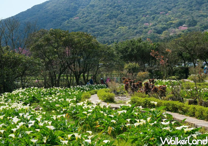 竹子湖海芋 / WalkerLand窩客島整理提供 未經許可不可轉載