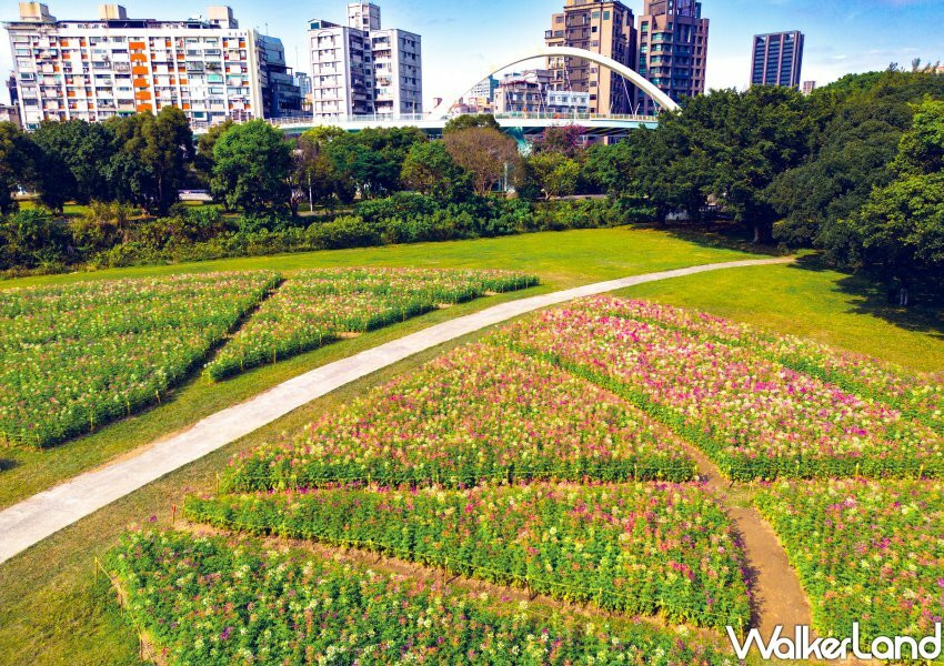 古亭河濱公園「醉蝶花小秘境、矮牽牛花海」/ WalkerLand窩客島整理提供 未經同意不可轉載