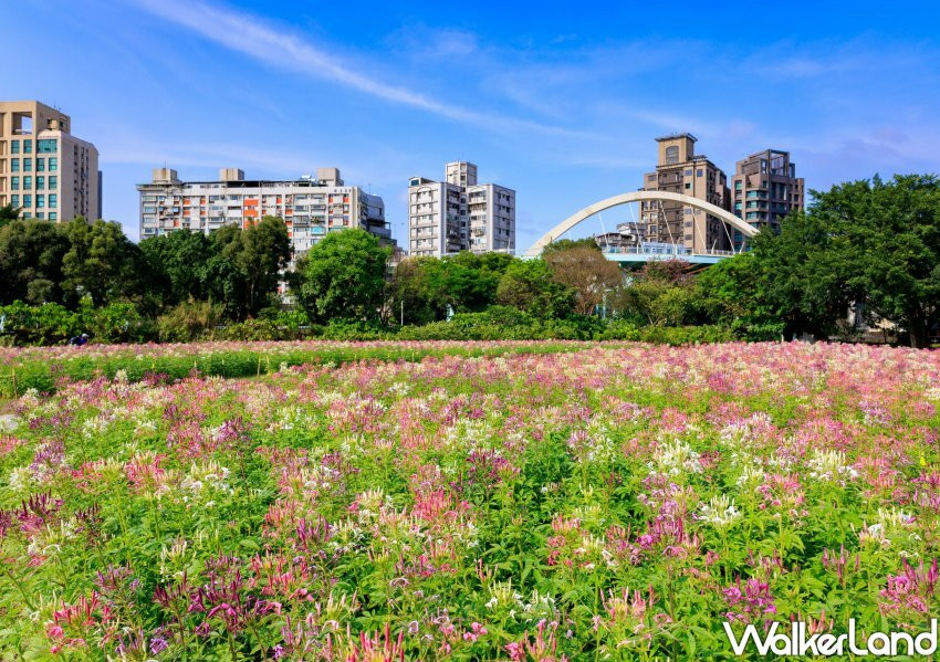 古亭河濱公園「醉蝶花小秘境、矮牽牛花海」/ WalkerLand窩客島整理提供 未經同意不可轉載