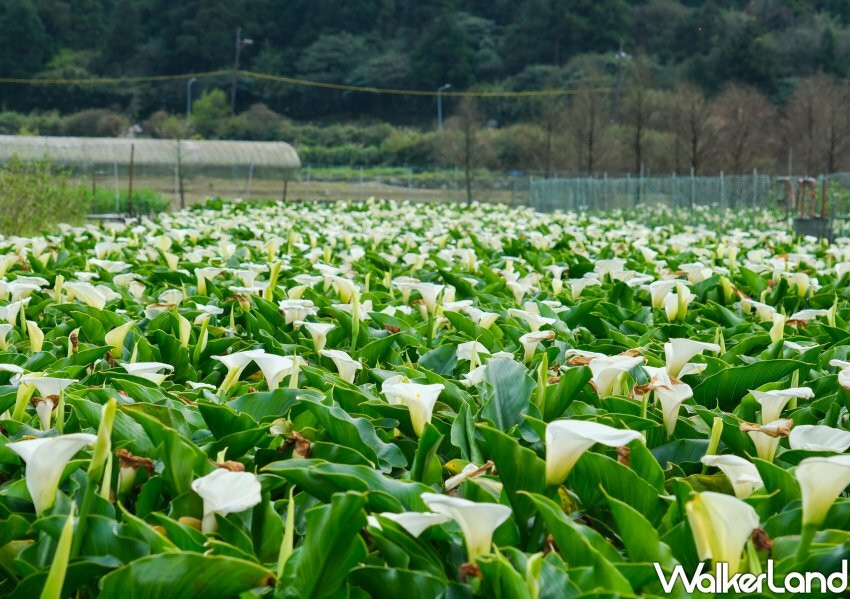 竹子湖海芋 / WalkerLand窩客島整理提供 未經許可不可轉載