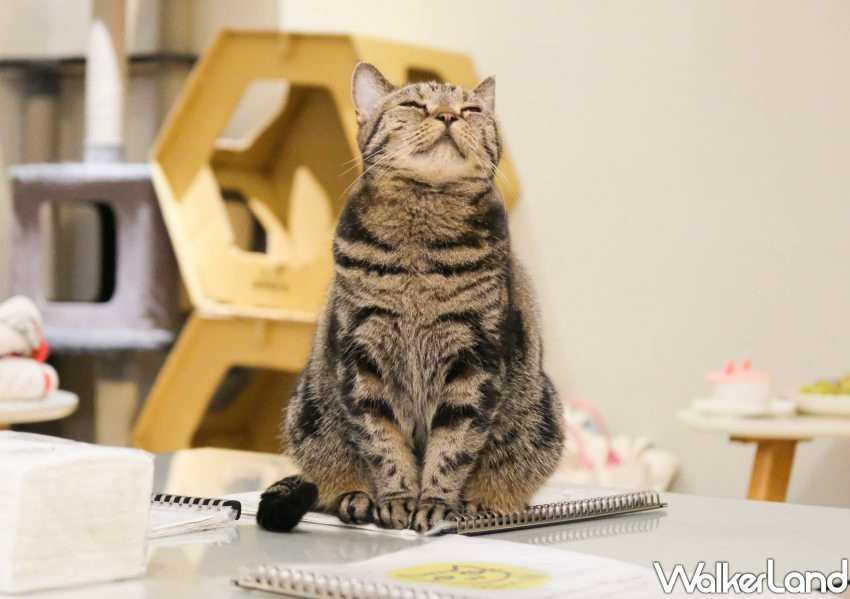 板橋貓咪咖啡廳「貓欸」/ WalkerLand窩客島整理提供 未經許可不可轉載。