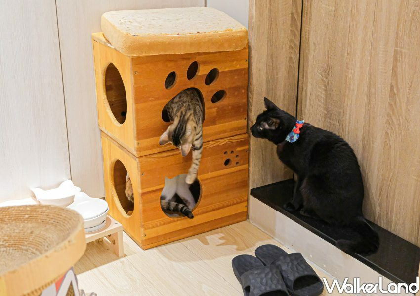 板橋貓咪咖啡廳「貓欸」/ WalkerLand窩客島整理提供 未經許可不可轉載。