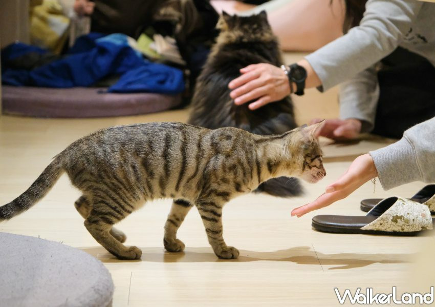 板橋貓咪咖啡廳「貓欸」/ WalkerLand窩客島整理提供 未經許可不可轉載。