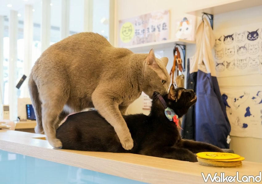 板橋貓咪咖啡廳「貓欸」/ WalkerLand窩客島整理提供 未經許可不可轉載。